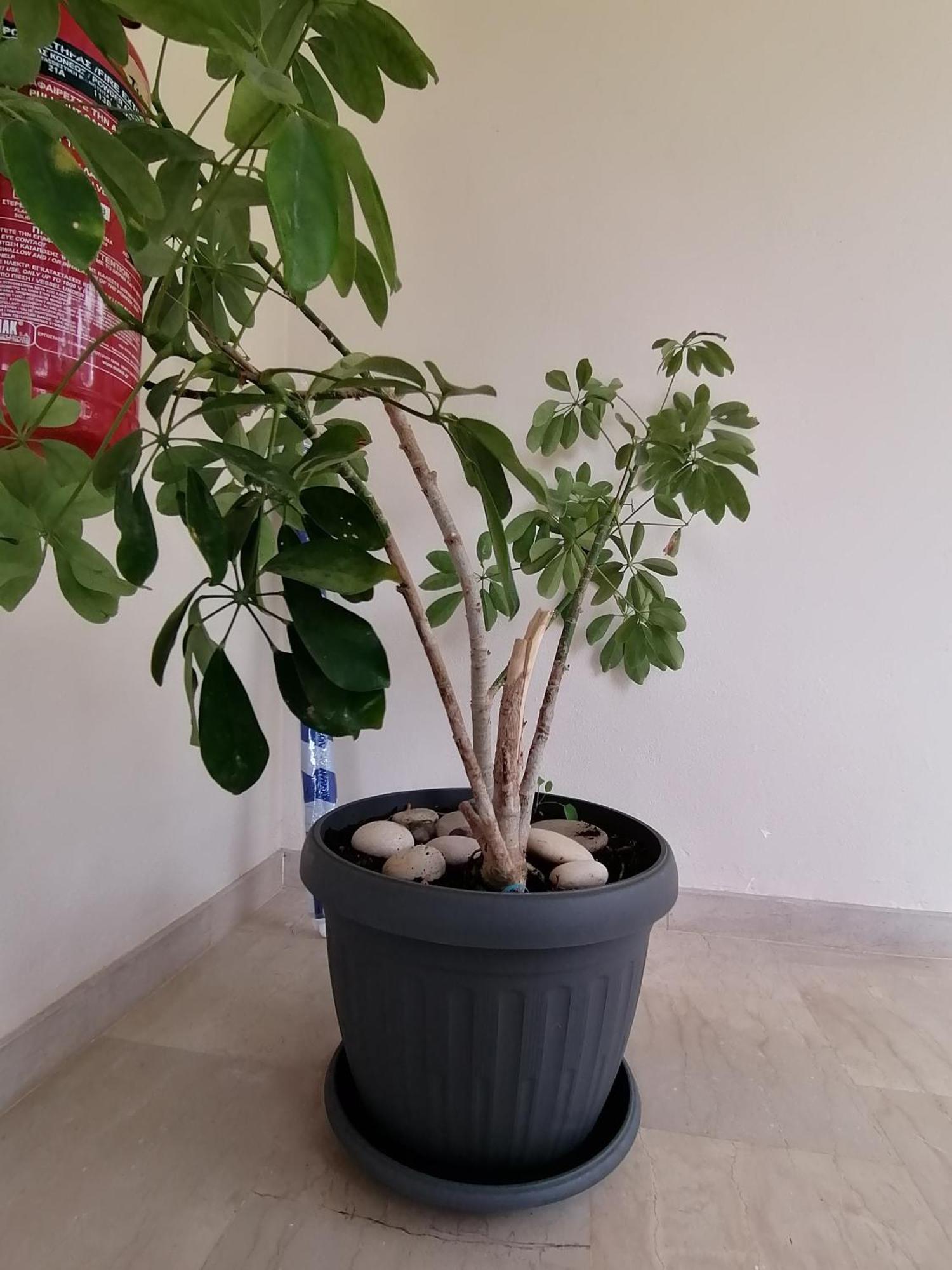 Makis Apartments أريلاز المظهر الخارجي الصورة